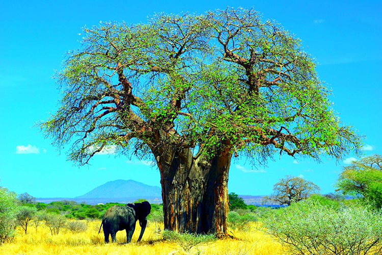 Africa